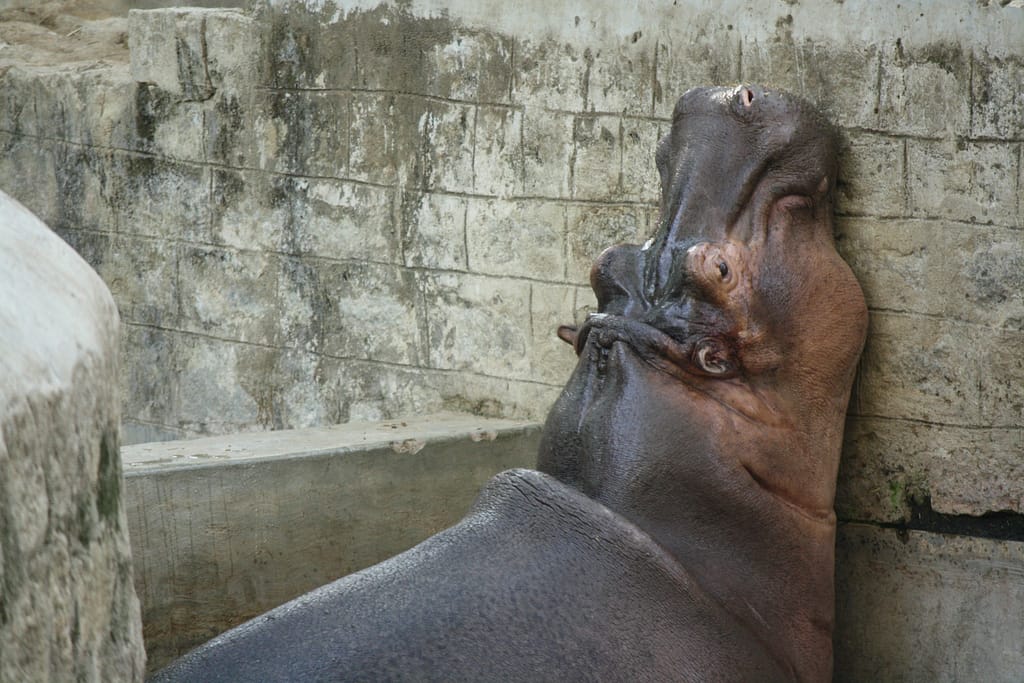 Hippo with his chin on a wall