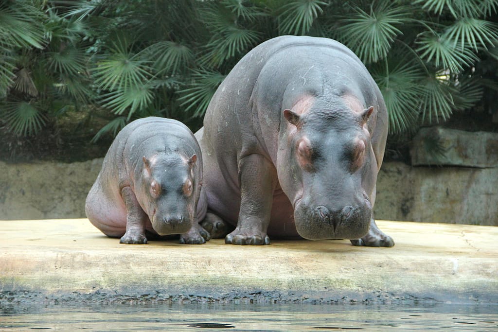 Mother and baby hippo sitting side by side