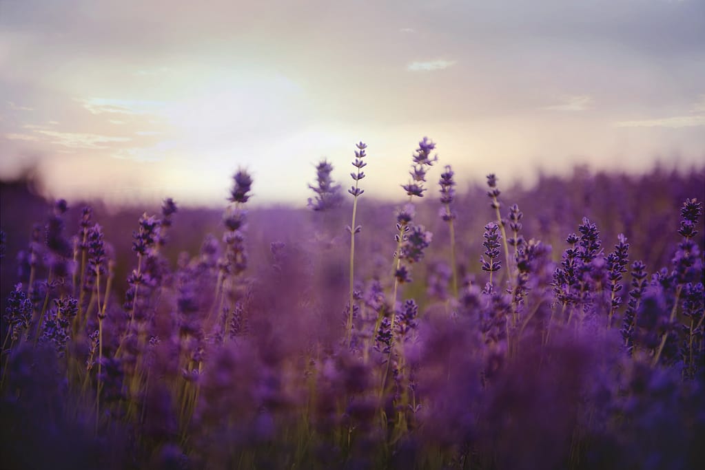 A lavender field in full bloom