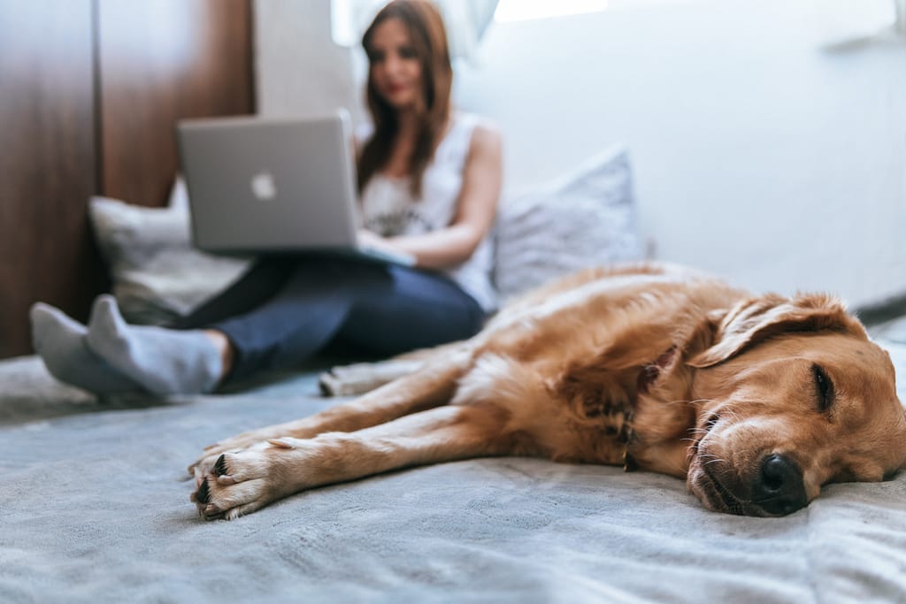 Woman working on her laptop on her bed while dog sleeps beside her