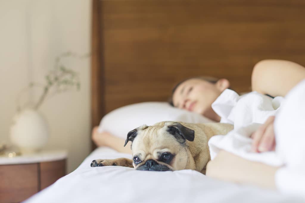 A pug sleeping beside a woman on a bed